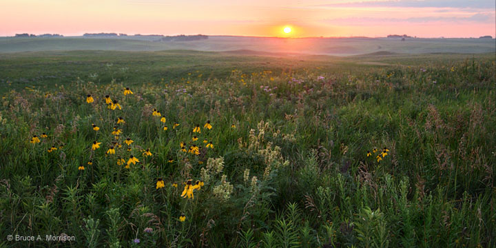 Visit Cayler Prairie, one of the Watchable Wildlife Sites in Northwest Iowa!