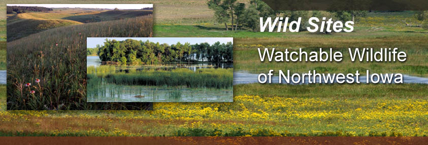 Visit Cayler Prairie, one of the Watchable Wildlife Sites in Northwest Iowa!